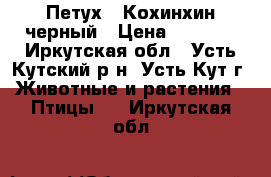 Петух - Кохинхин черный › Цена ­ 5 000 - Иркутская обл., Усть-Кутский р-н, Усть-Кут г. Животные и растения » Птицы   . Иркутская обл.